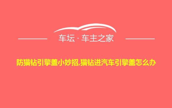 防猫钻引擎盖小妙招,猫钻进汽车引擎盖怎么办